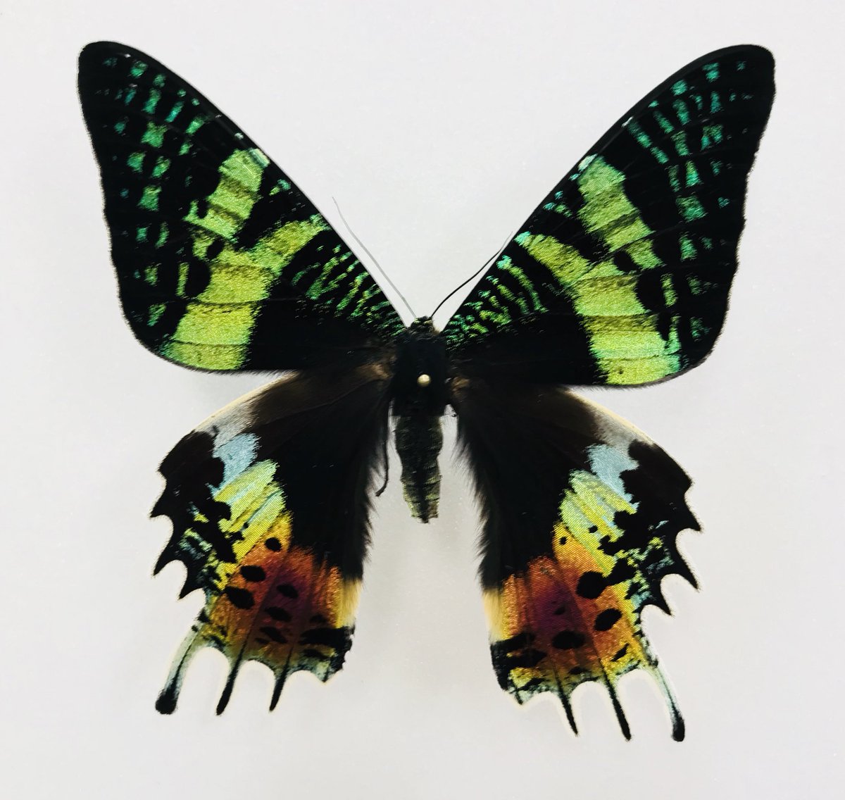 新着標本】 マダガスカルから、ニシキオオツバメガが入荷しました