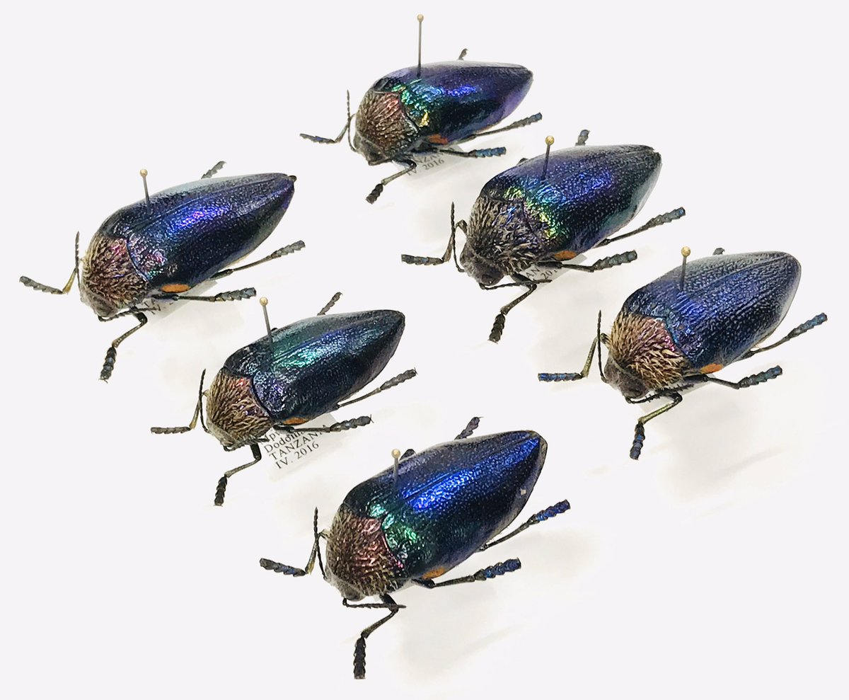 新着標本】 タンザニア産、「アラメミドリフトタマムシ」が入荷しま