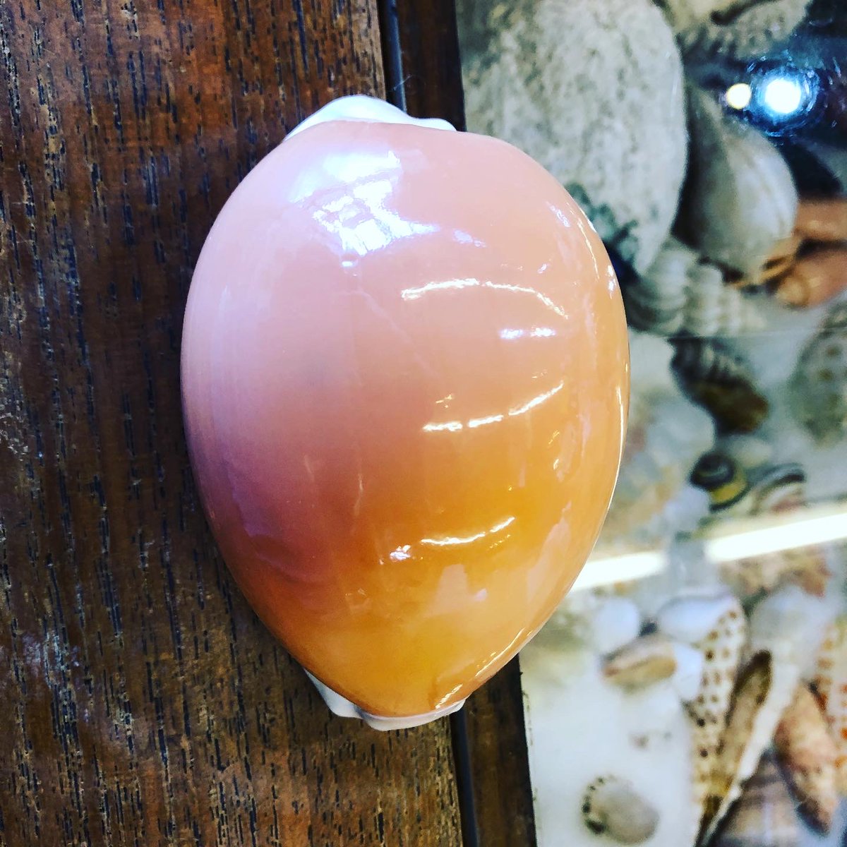 亡くなった祖父の 貝コレクション整理してたら やばい高級な貝が出て