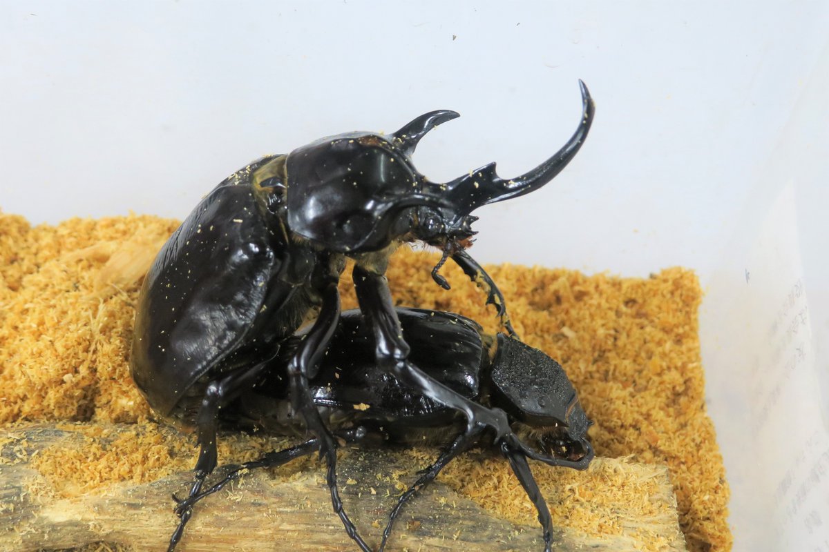 マルスゾウカブトムシを交尾させました。オスとメスを一緒に飼育して