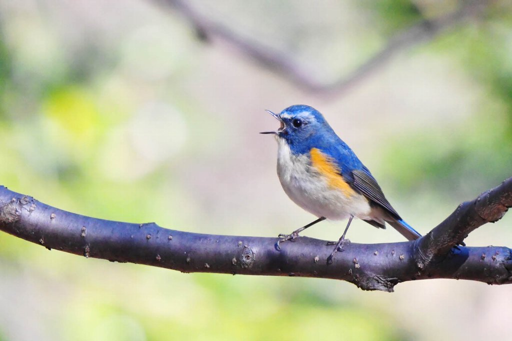 砧公園の野鳥】 ㉓ ＃ルリビタキ (全長 14cm) 背中の瑠璃色と、脇腹の