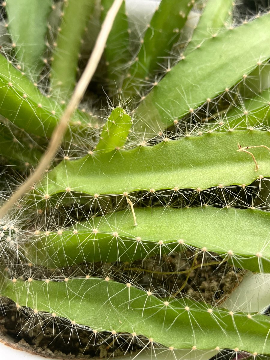 サボさん (@NHK_SABO) / Posts / X