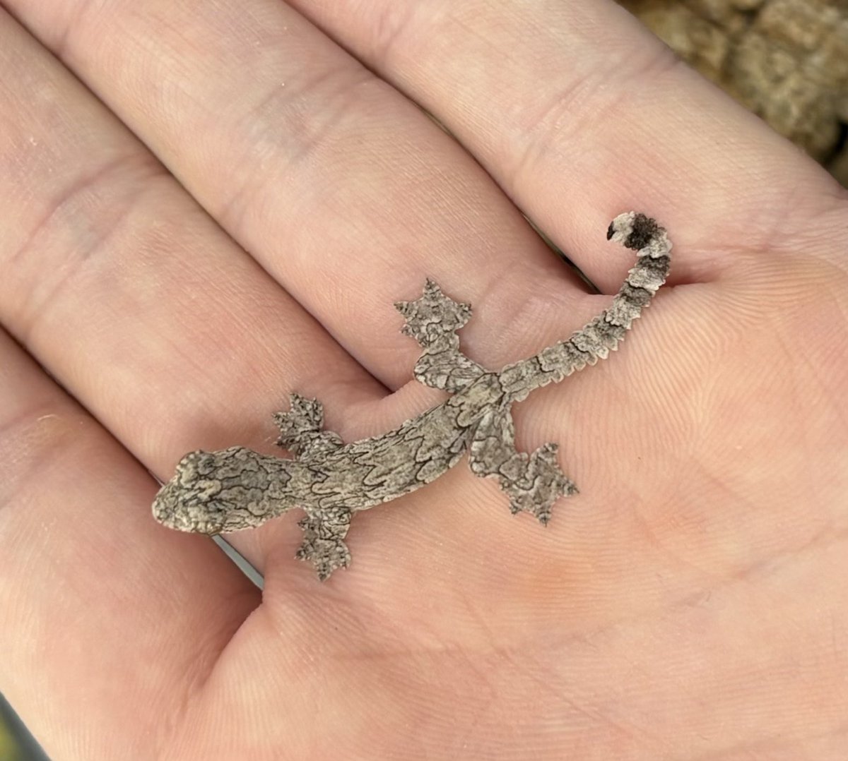 11月4日ハッチのパラシュートゲッコー販売開始します〜！ Sサイズの頭