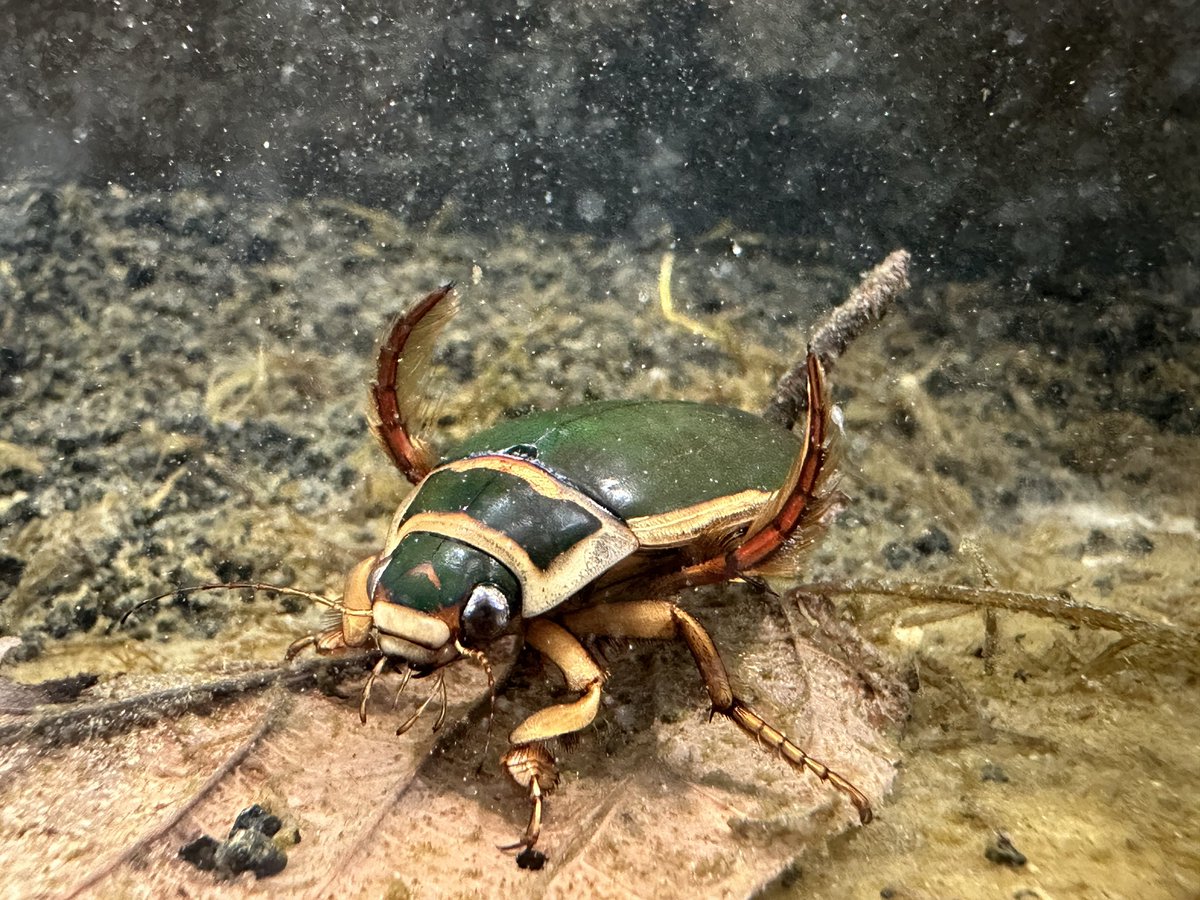 エゾゲンゴロウモドキ (オス) 福島県では会津地方に生息しています