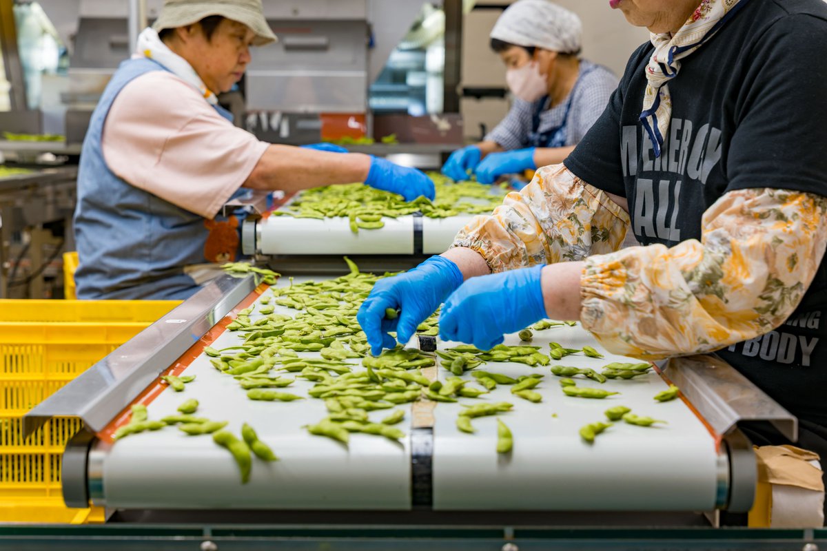新潟県ジン、誕生――――。 “幻の枝豆”と呼ばれる弥彦村産「茶豆」。 規格