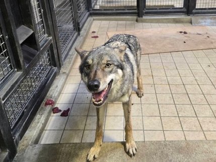 ookamigocco (@ookamigocco) / Posts / X