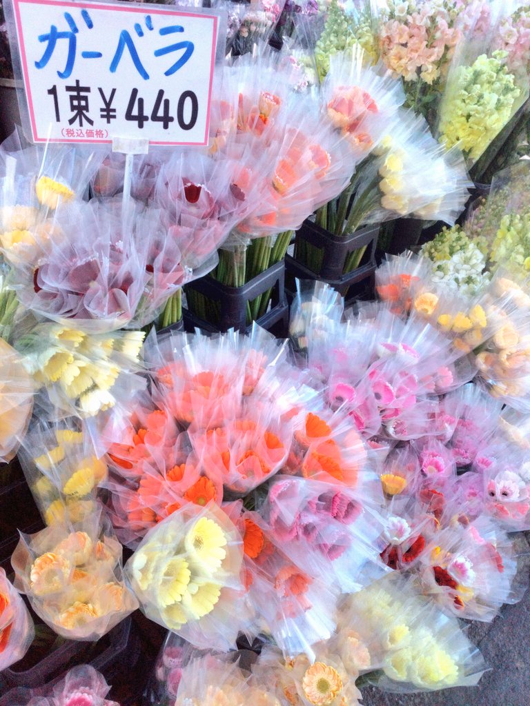ワールドフラワーオープンです✨️ 切り花も苗も充実！花壇に植えて
