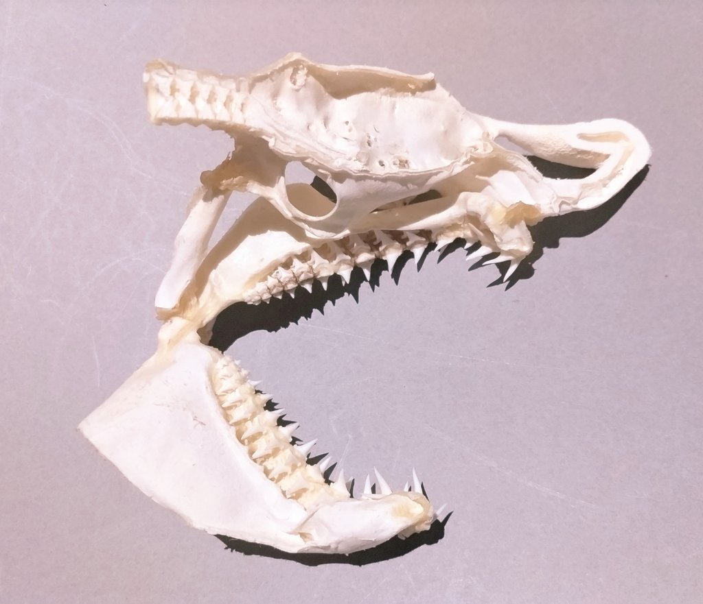 ネズミザメの頭骨を真っ2つに！ 内側の構造を観察するのにこれ以上の