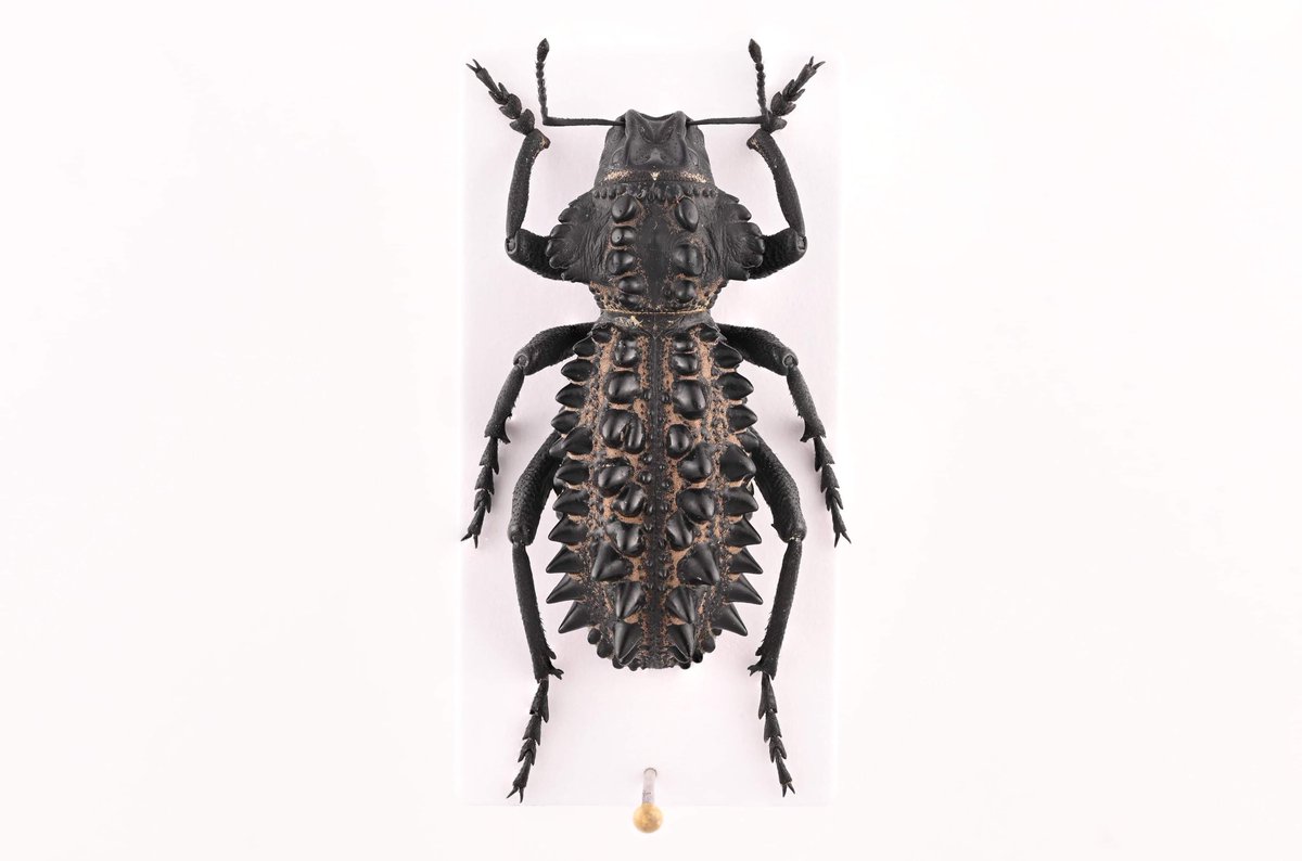 Gagatophorus draco 西オーストラリア産のヤバいゾウムシ