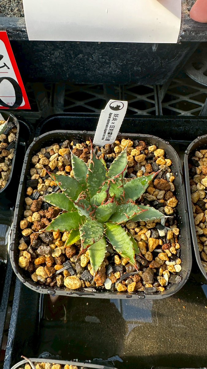 エボリスピナハイブリッドが入荷しました🔥 妖炎×美系厳龍（ブルー