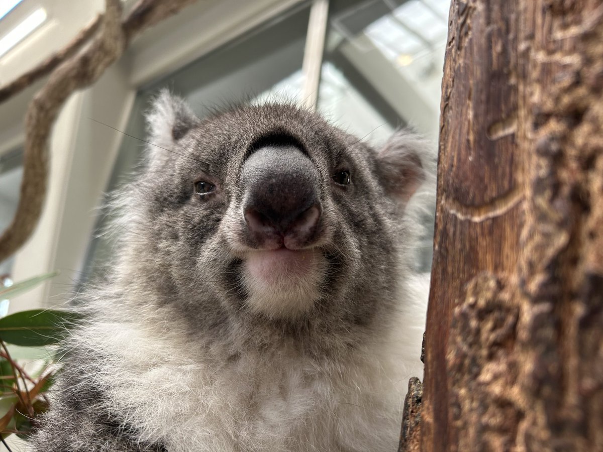 本日はコアラののぞみ17歳の誕生日です🎂 国内最高齢のコアラとは思え