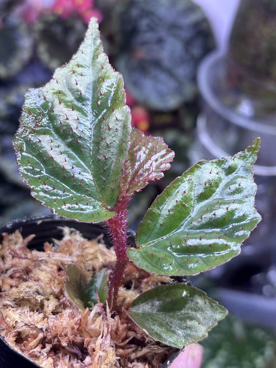 Begonia sp. Tapanuli Selatan 【ZOE0924-5p】 Begonia cf. jackiana