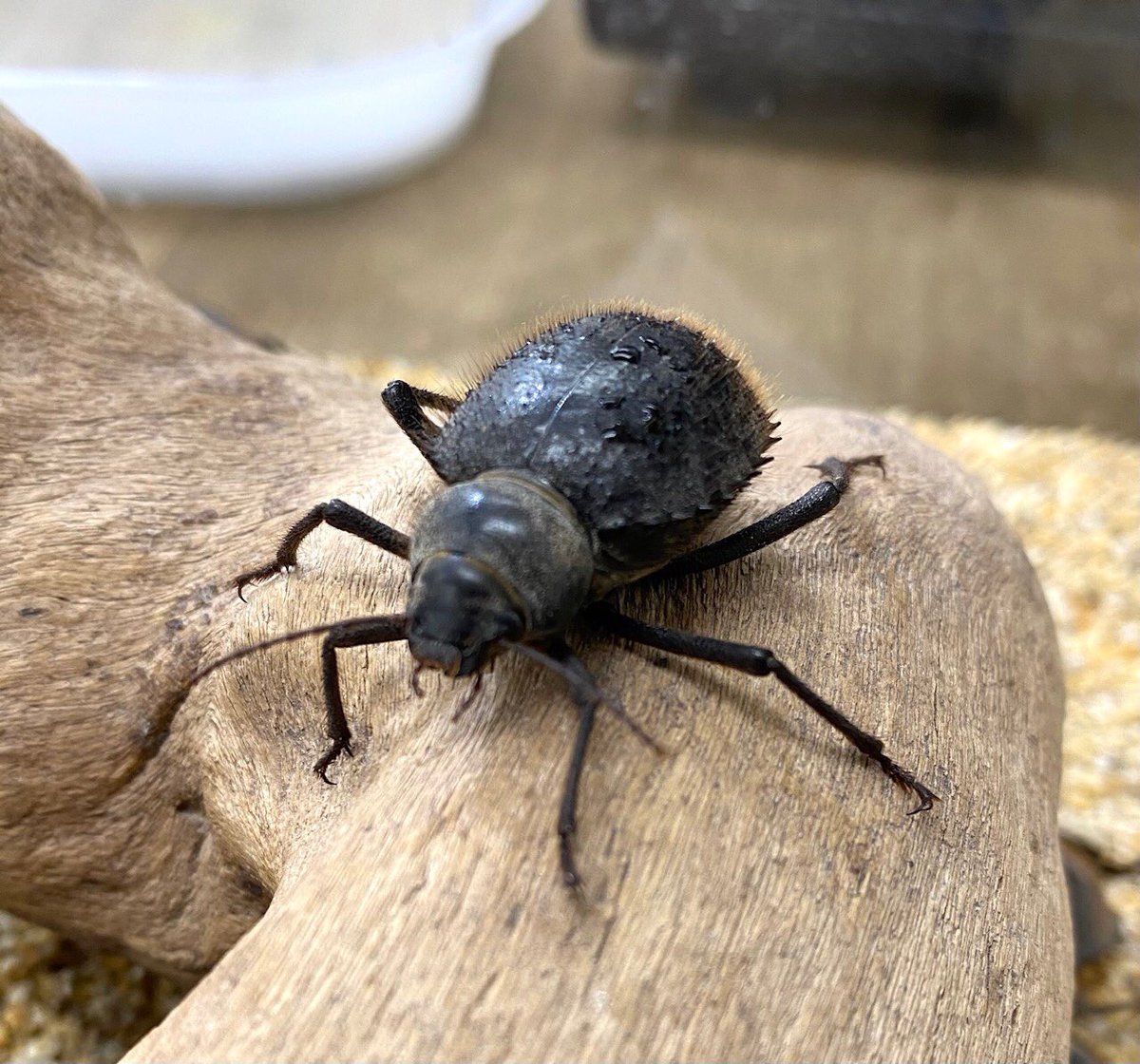 本日ポイント2倍DAY 【トゲヘリサバクゴミムシダマシ】 霧吹きでシュッ