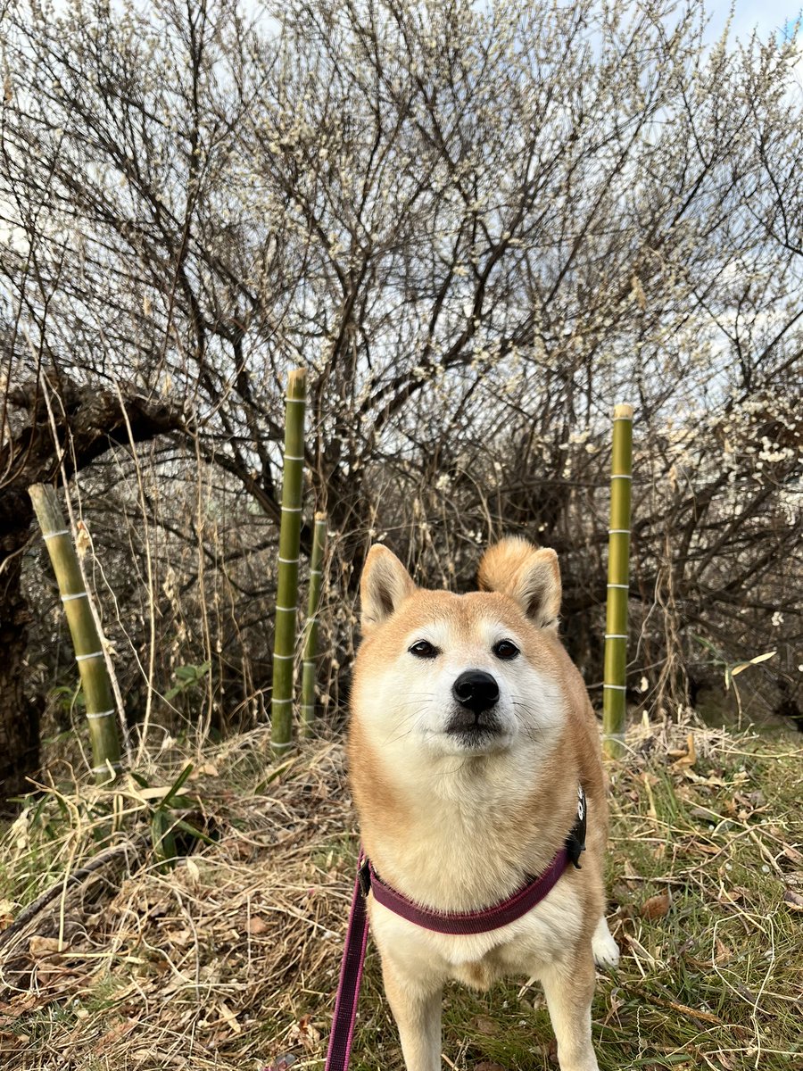 柴犬おとちゃん🐕6歳 (@0218_oto) / Posts / X