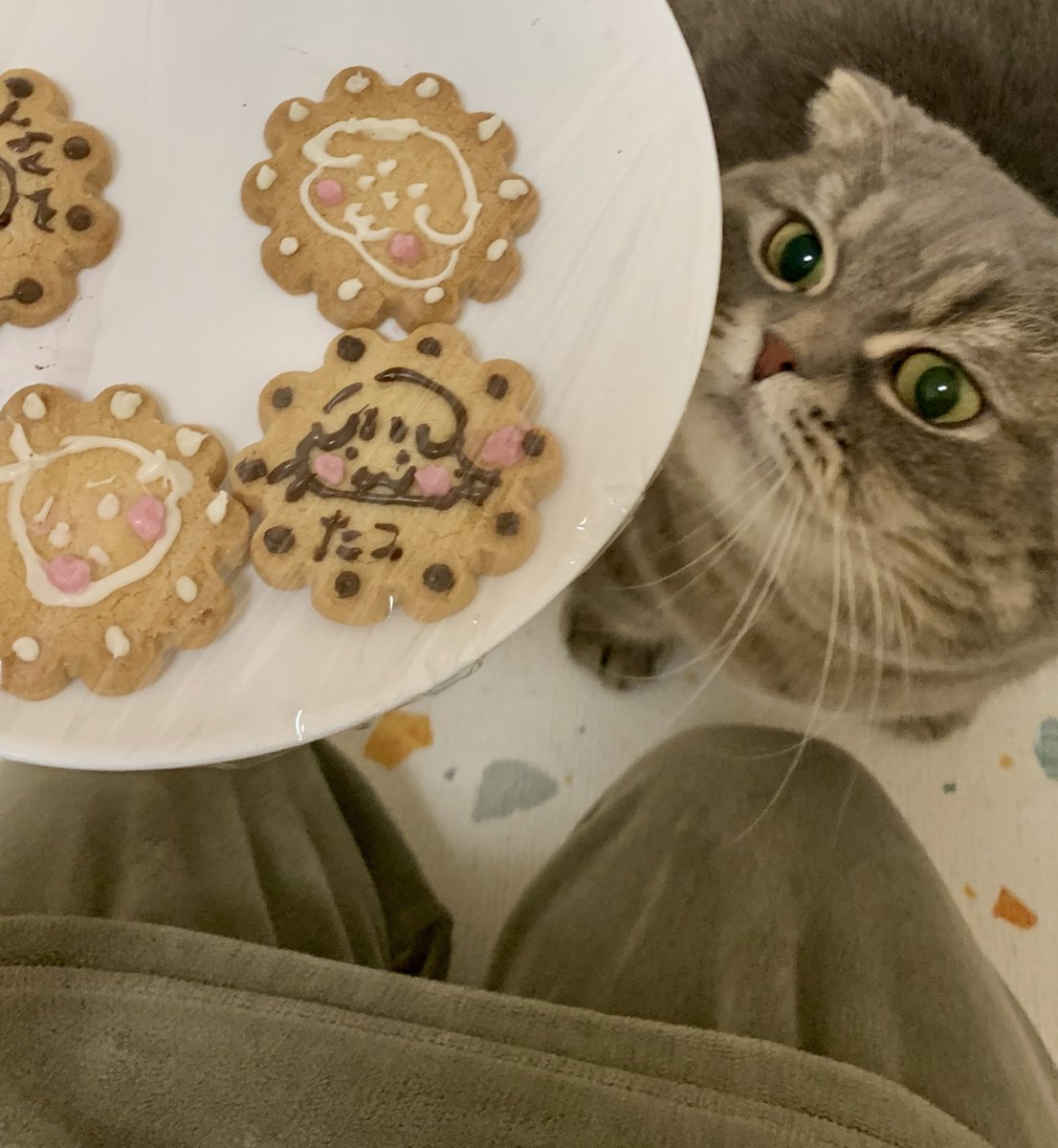 たこやき (@takopi_cat) / Posts / X