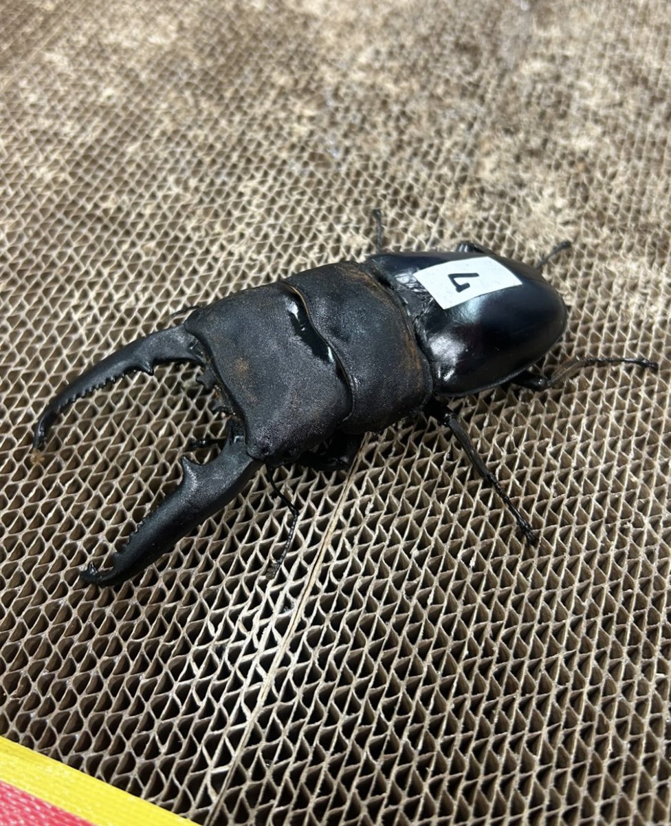 ダイジー (@daisykurume) / Posts / X