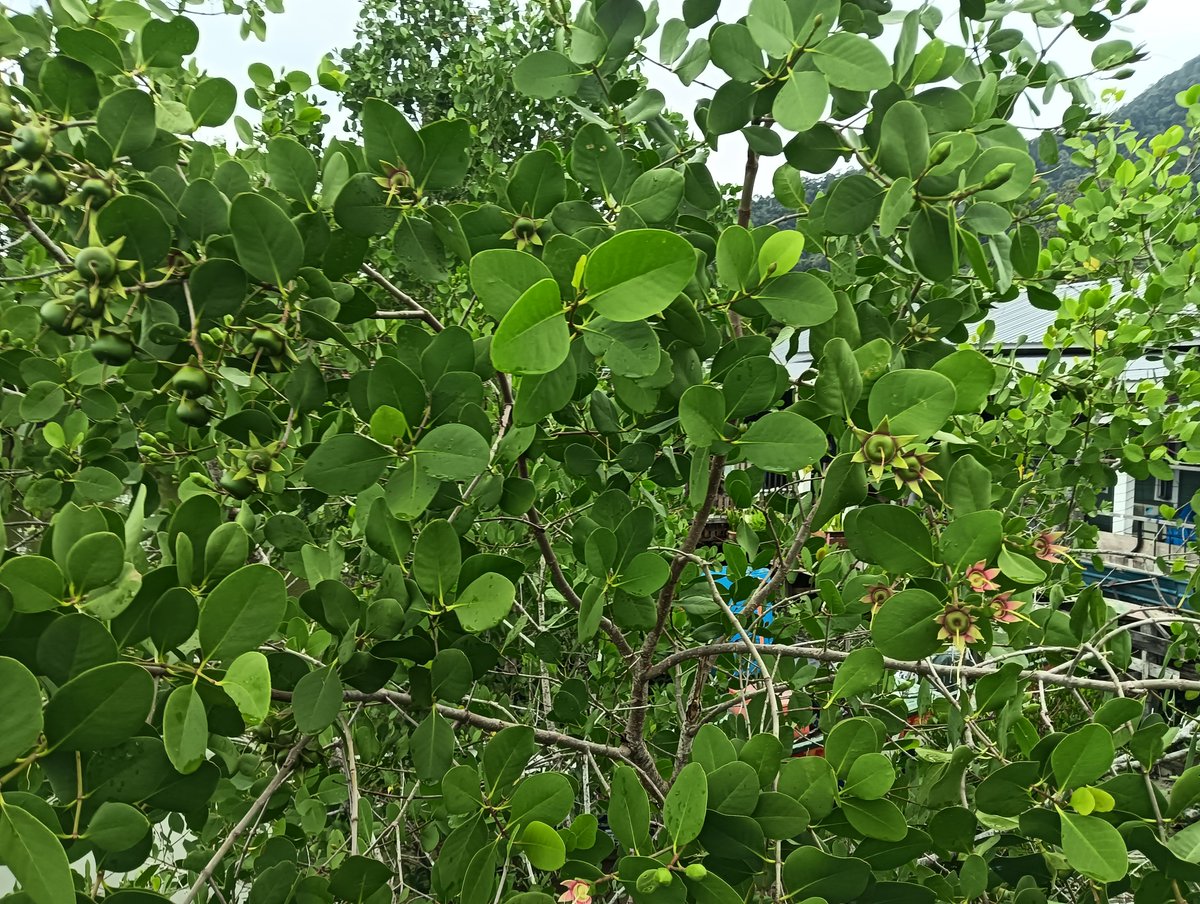 InsarTours_Borneo🇲🇾サラワク州󠁭󠁹󠀱󠀳󠁿(ボルネオ)インサー