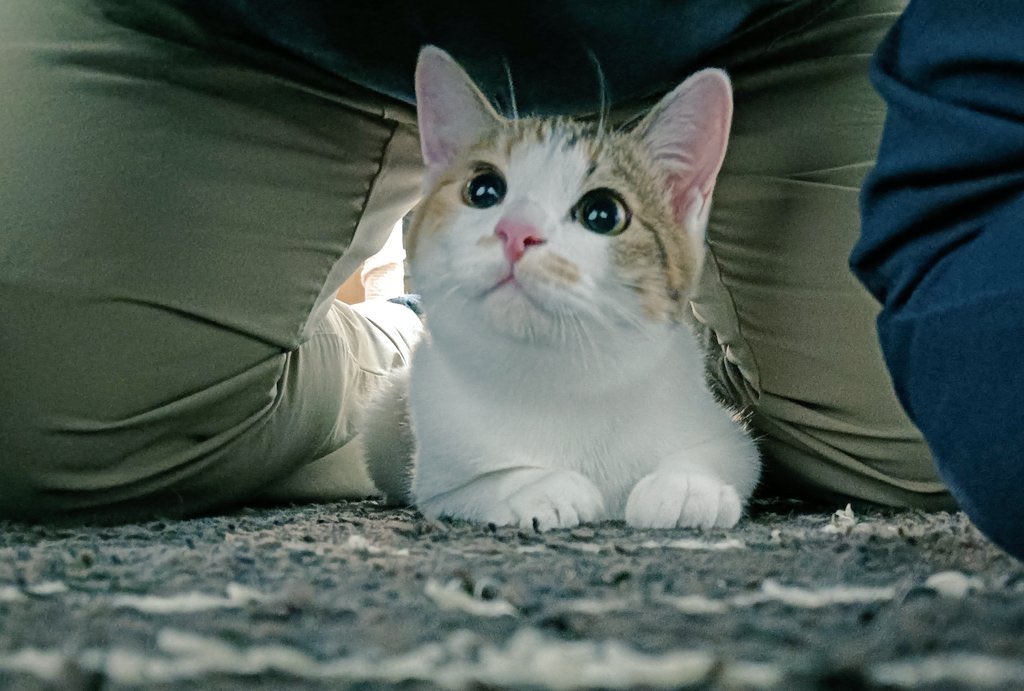 ぴえん猫ミント (@piennekomint) / Posts / X