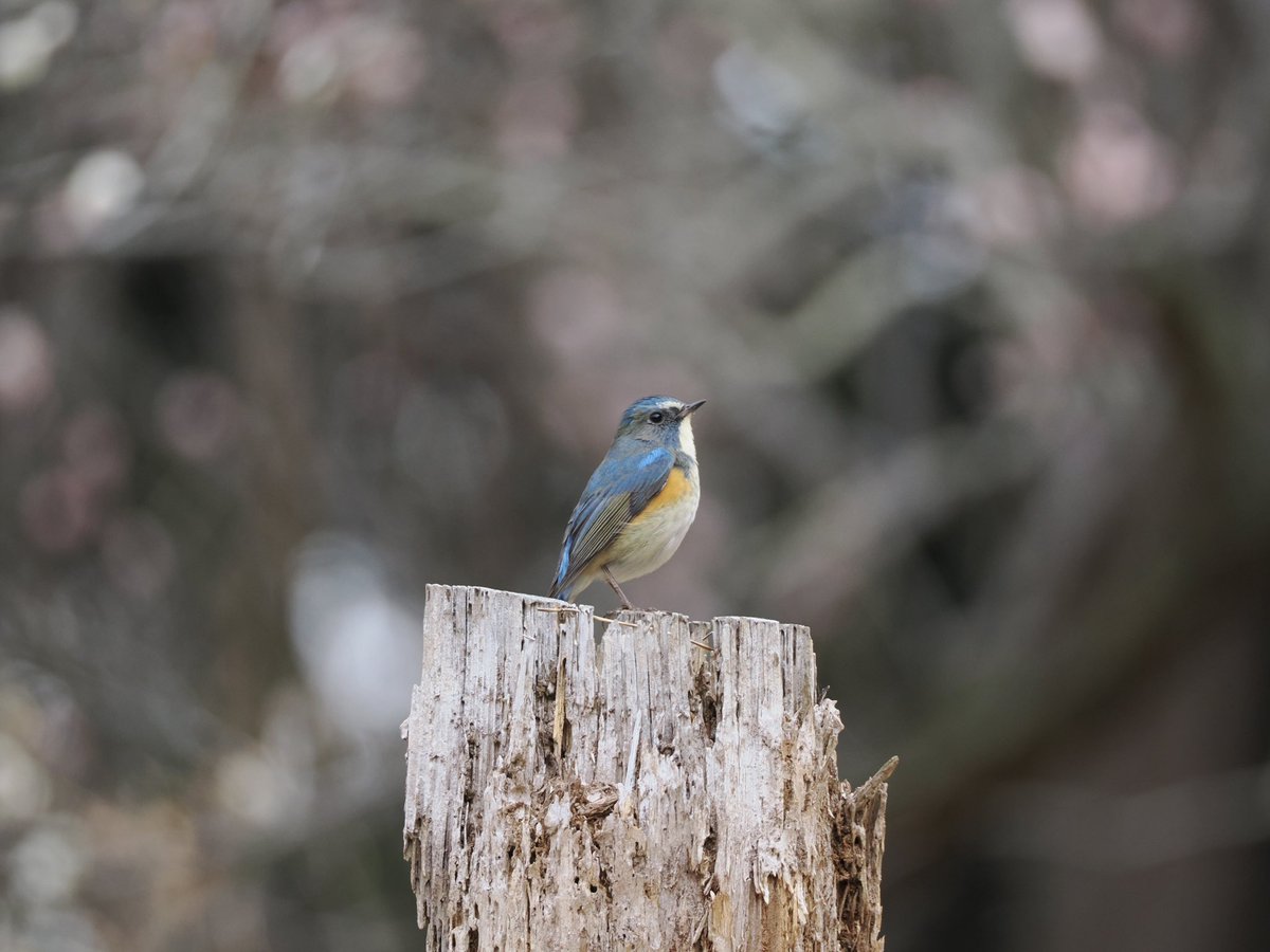 この切り株のも好き🥺