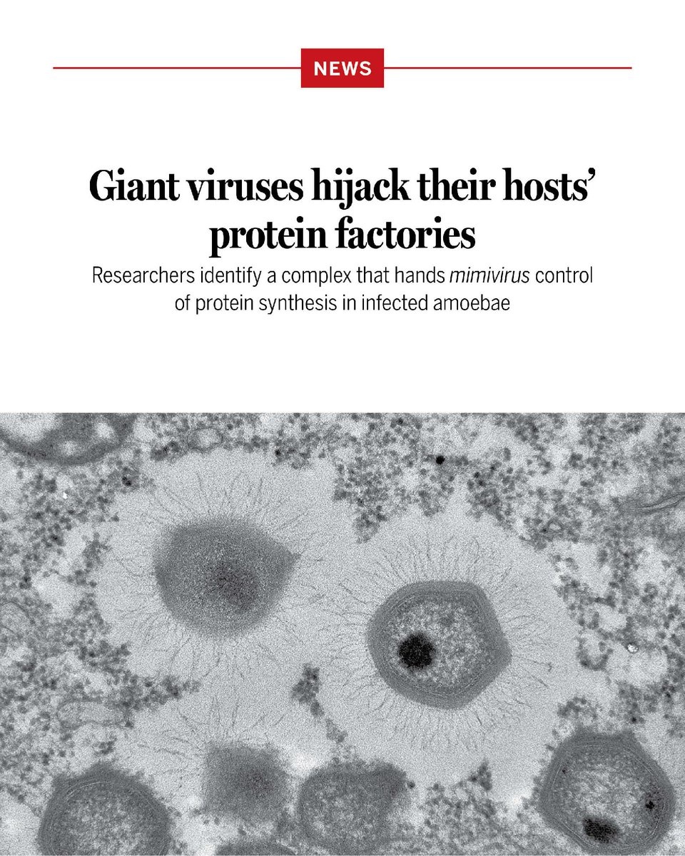 Since their discovery in the early 21st century, giant viruses