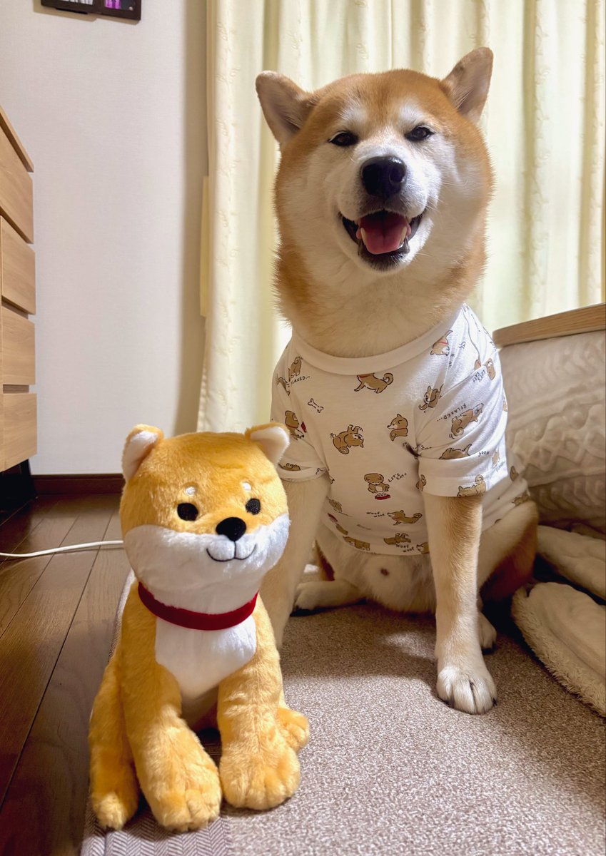 しばわんこ (@48dogchat1mame2) / Posts / X