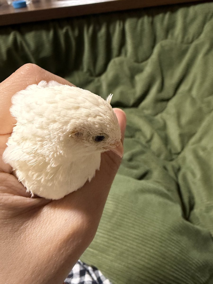 うずらちゃん (@idd_o7) / Posts / X