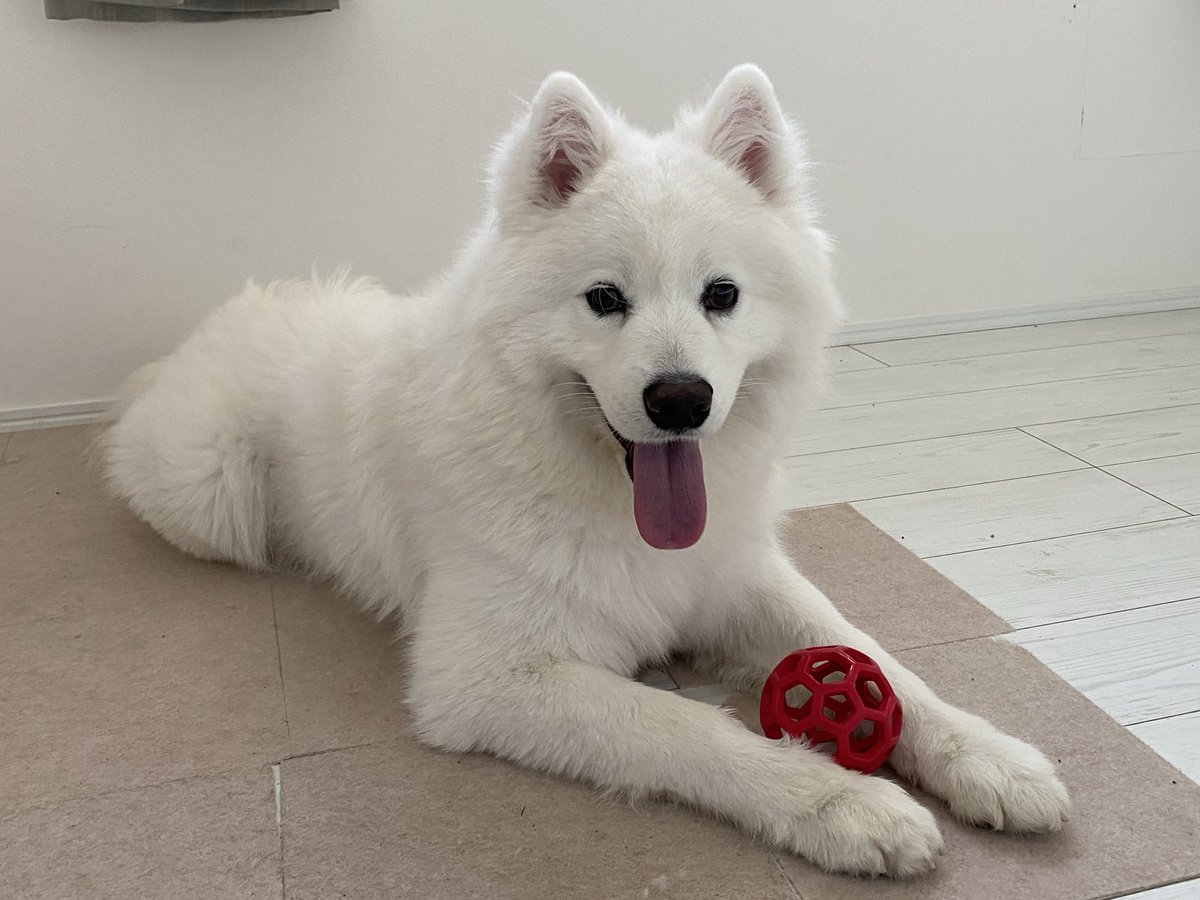 ONE20180214 うちの子も別犬すぎます #サモエド