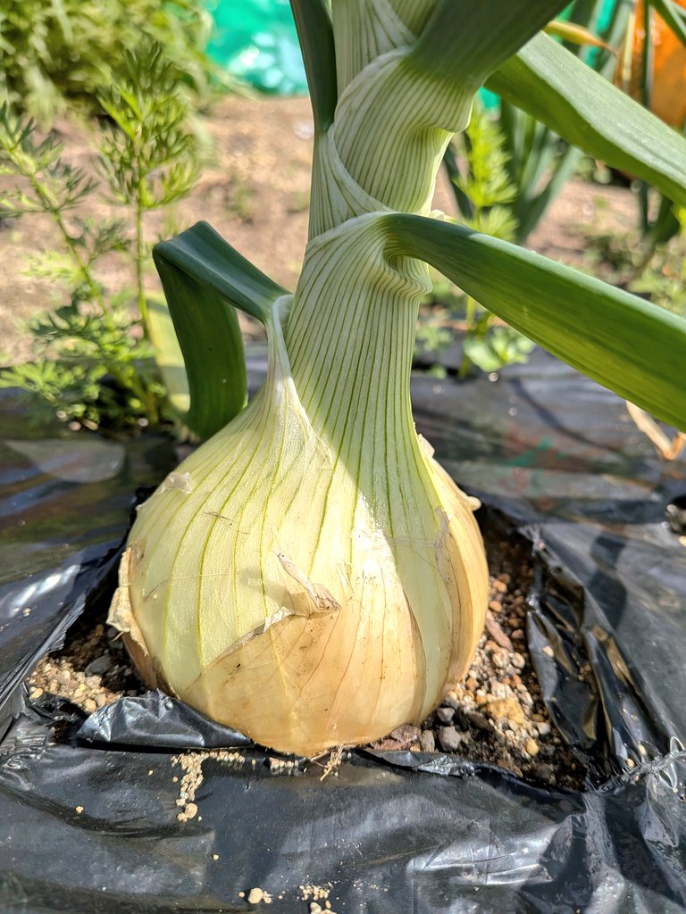 🧅新玉ねぎ1個抜いたぞ〜✊️