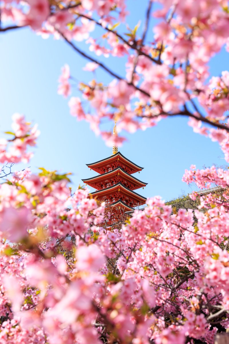 河津桜も満開を過ぎてきた