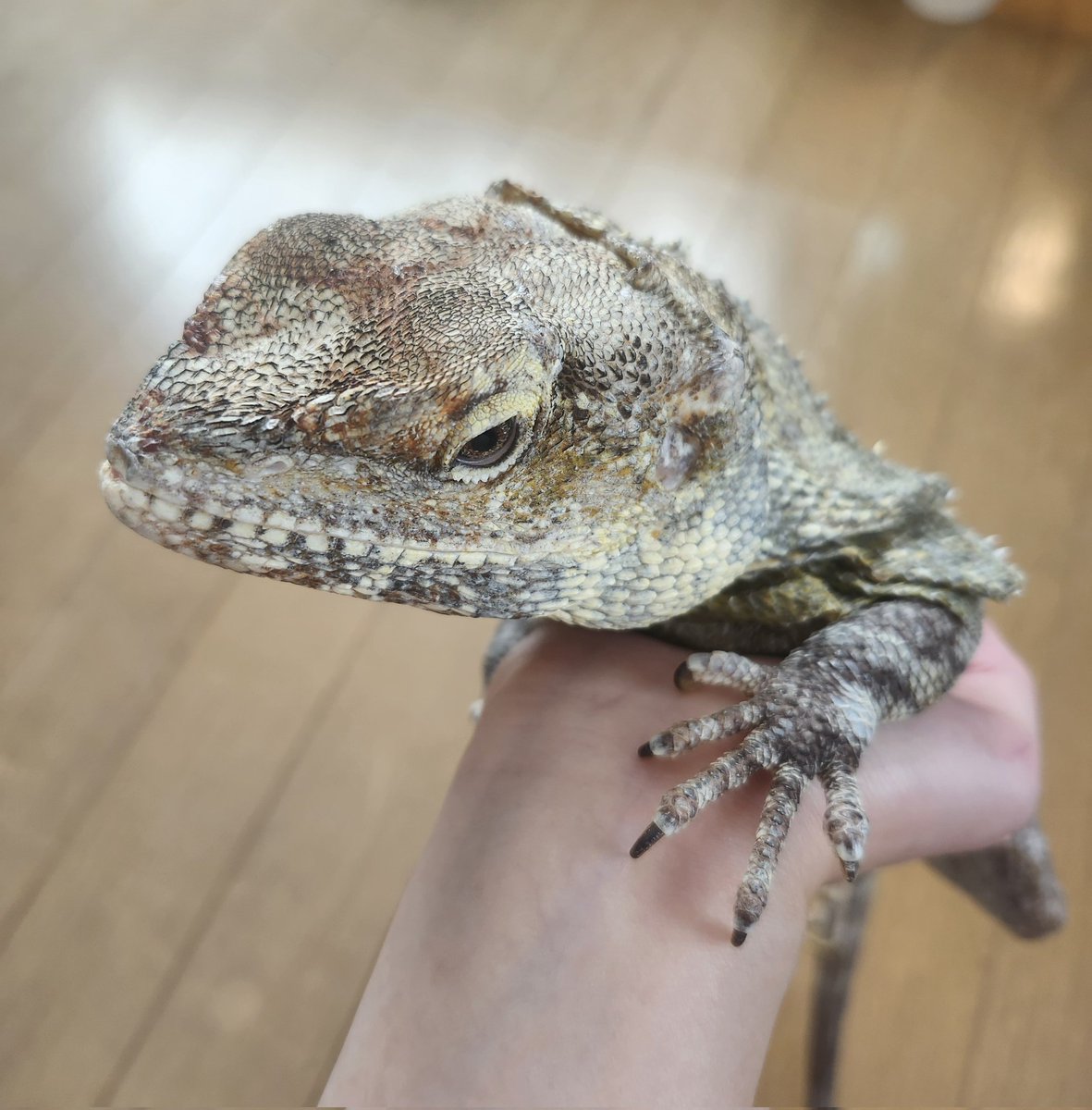 目付きが鋭い #エリマキトカゲ