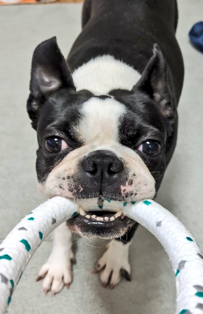 やまちゃんトルツメ (@yamayama0316) / Posts / X