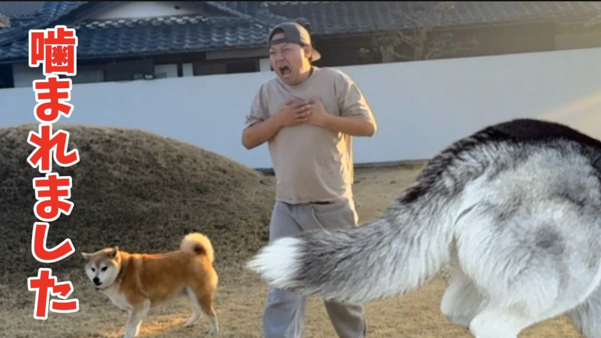 もちごめ兄弟 (@mochigome810) / Posts / X