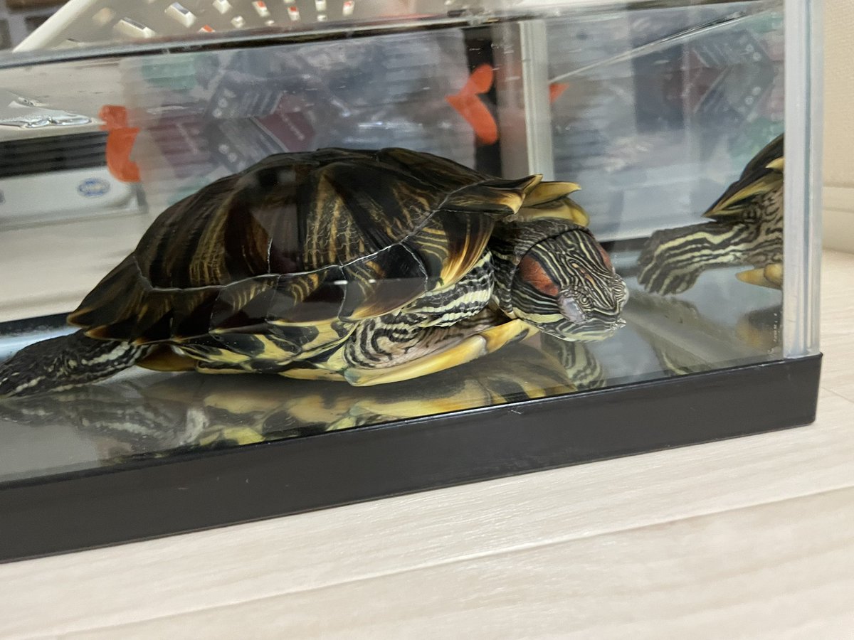 ただいま〜😊🐢🐢🐢🎶 朝のちびちゃん→今のちびちゃん