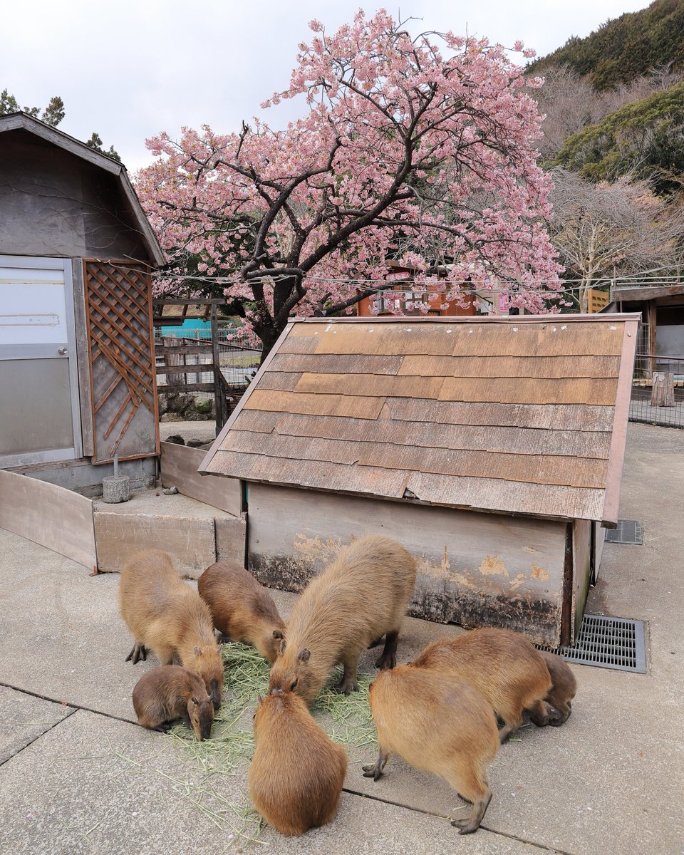 けろけろ (@capyanimal) / Posts / X