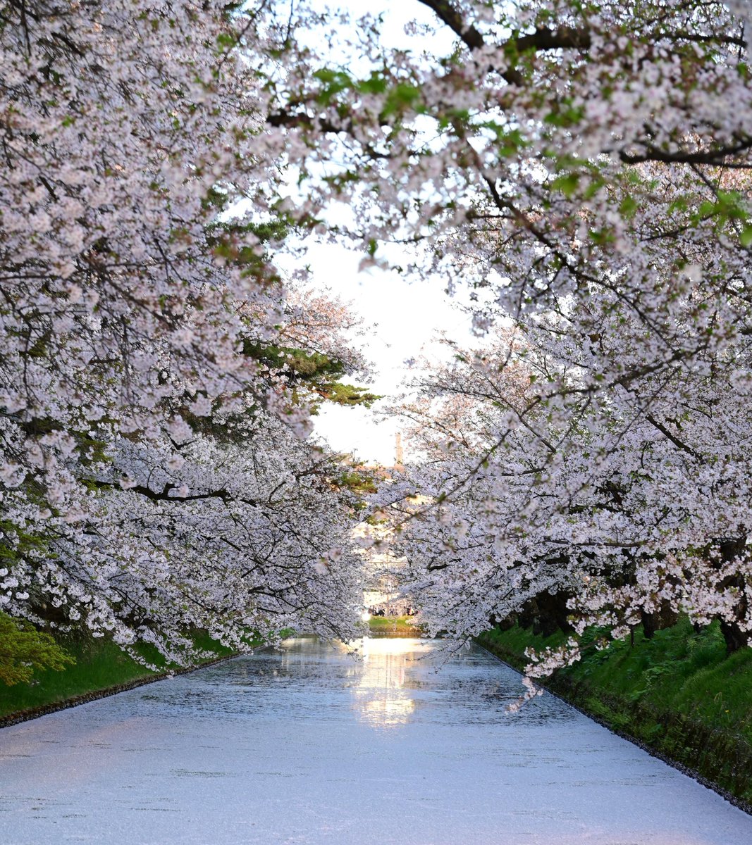 弘前スタッフです！ ウェザーニューズの3/4発表では【弘前公園の桜は4