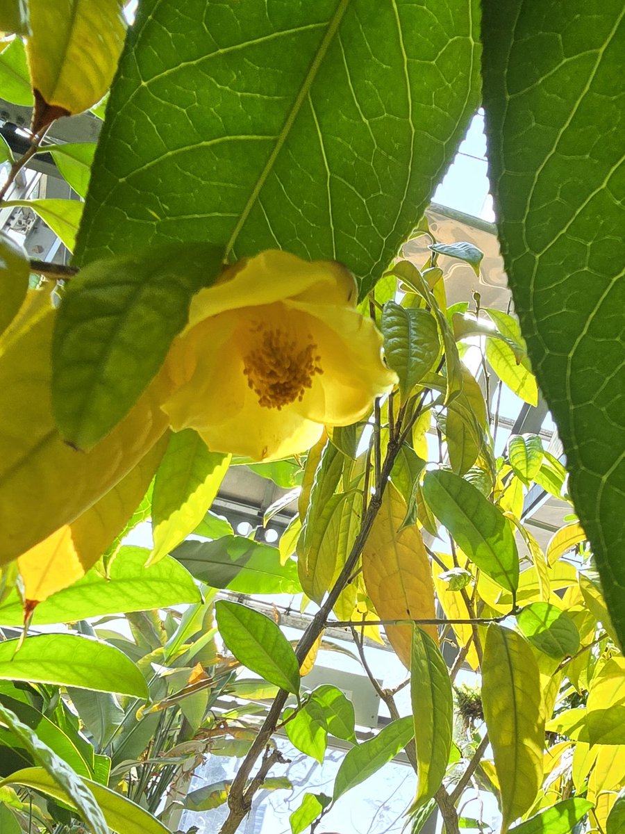 みっちゃんのお花はキンカチャかな？