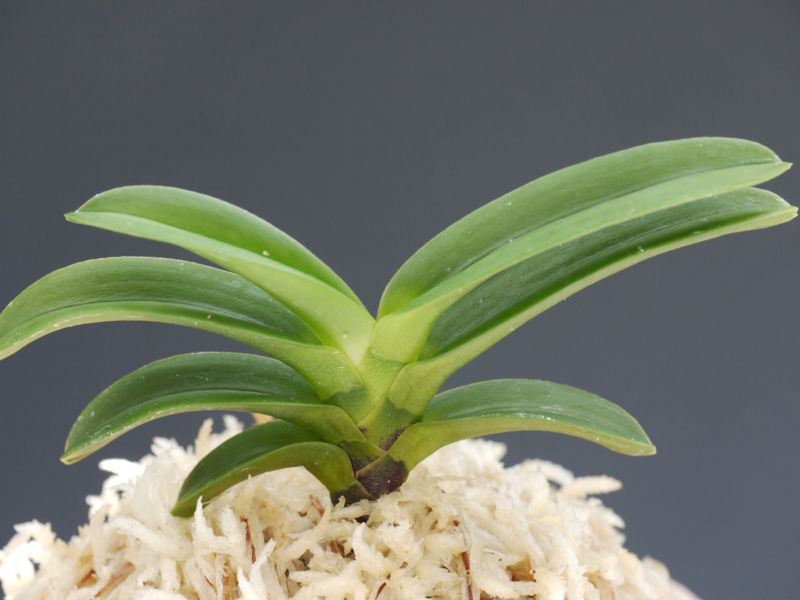 特別な黒龍 ご予約頂きました。 : □ サムライ オーキッド □ 富貴蘭