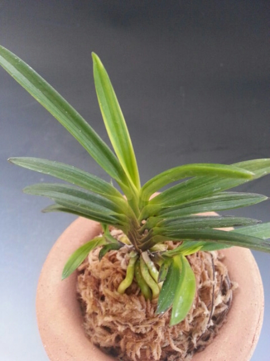 力のある黒牡丹 : □ サムライ オーキッド □ 富貴蘭 セレクトショップ