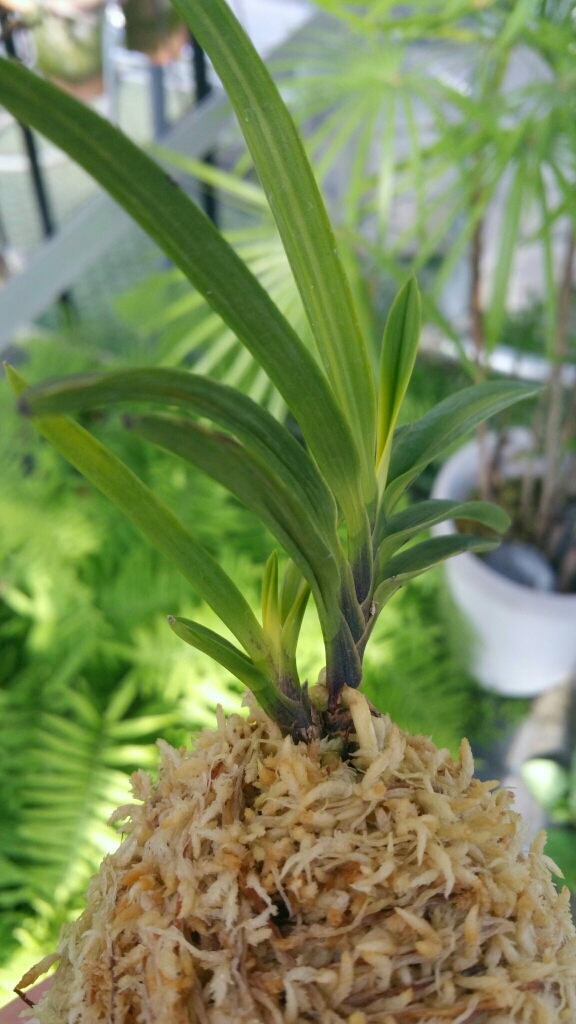 亀谷金牡丹縞 : □ サムライ オーキッド □ 富貴蘭 セレクトショップ