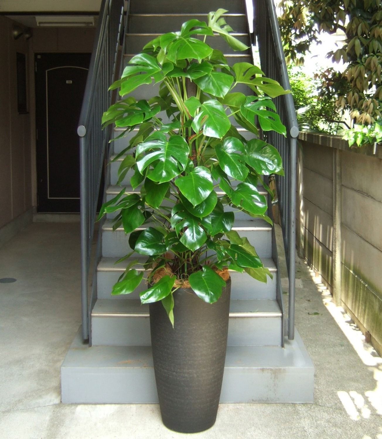 観葉植物 特大 モンステラ 特大鉢 クリアブラック 樹脂製 | 移転祝い