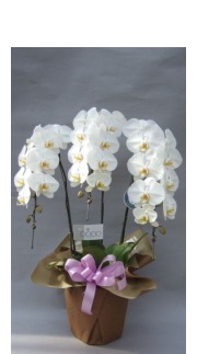 胡蝶蘭 3本立ち 白 ロング | 移転祝い 開店祝い 法人ギフト販売の