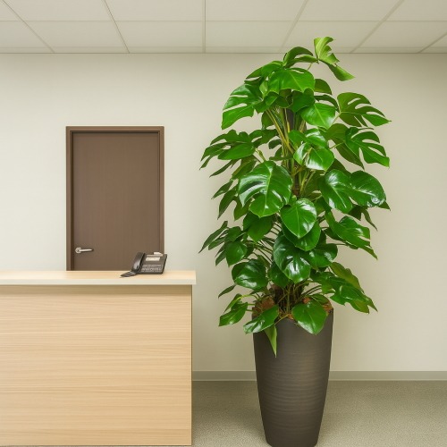 観葉植物 特大 モンステラ 特大鉢 クリアブラック 樹脂製 | 移転祝い