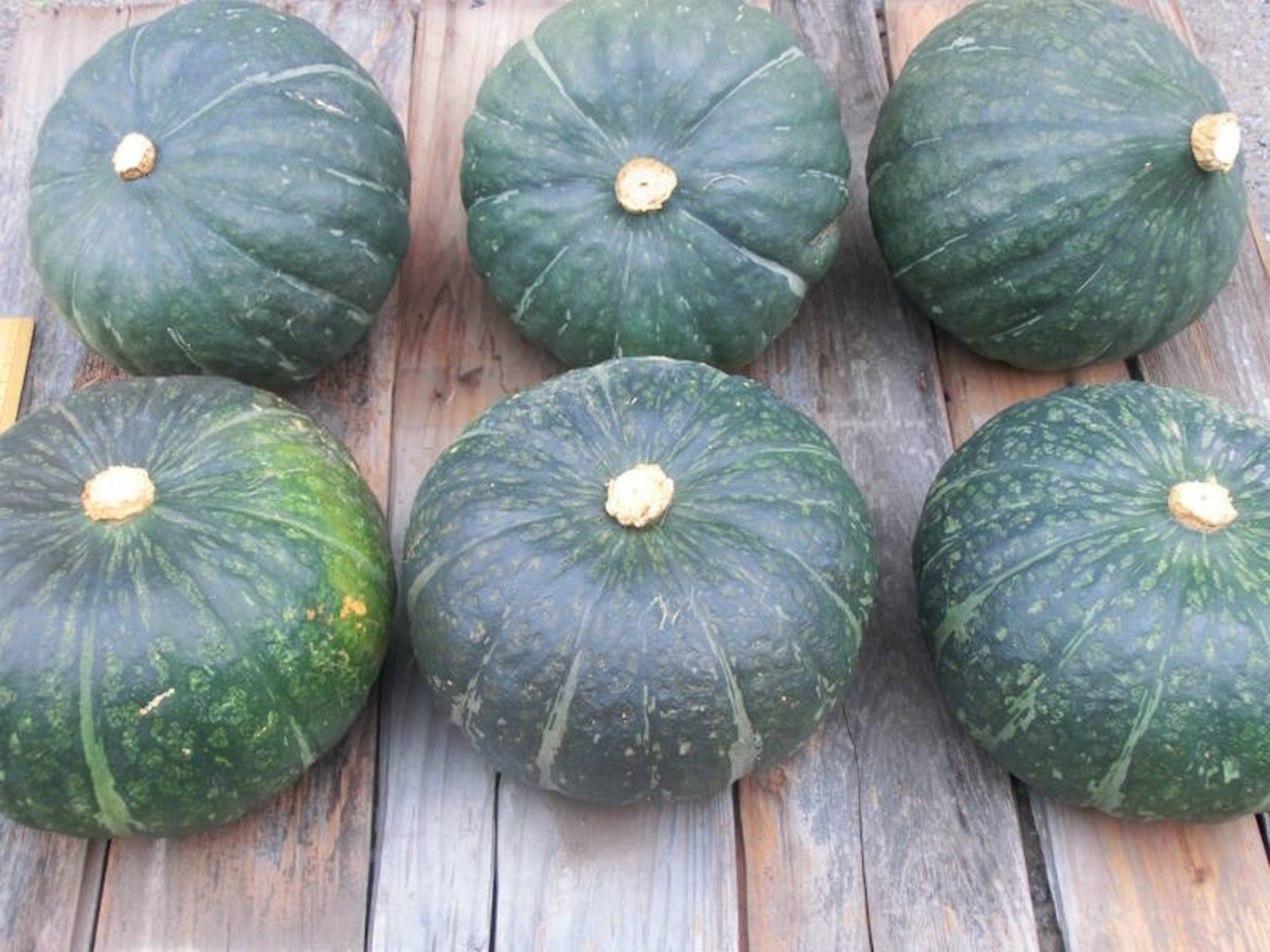 自然農法・自然栽培｜贅沢1果どりかぼちゃ 無農薬栽培 ＜ 自然農法、無