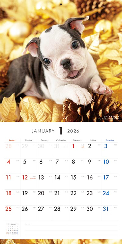 PICTWANカレンダー2026 ボストン・テリア【L判】