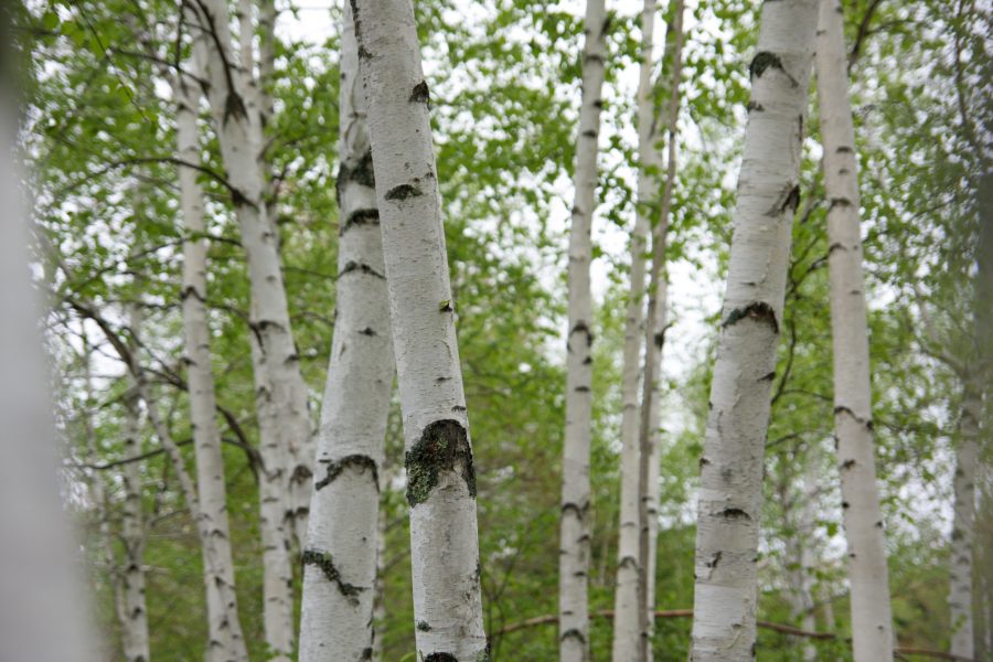 Download White Birch Trees | Free Stock Photo and Image | Picography