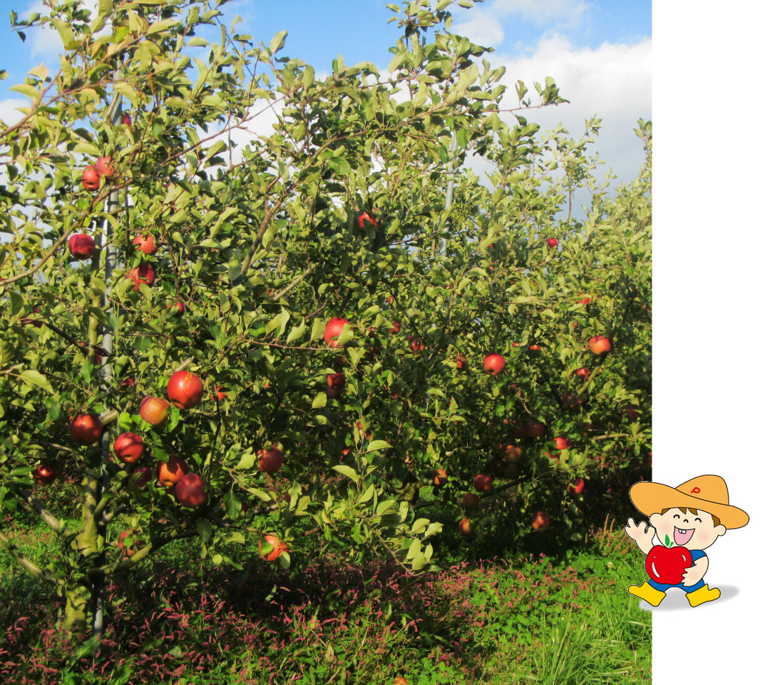 ポポちゃんのりんご園通信販売 / TOPページ