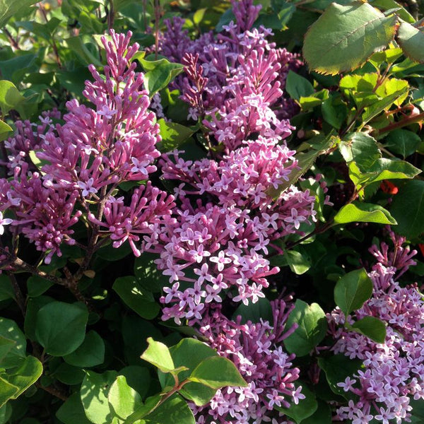 Korean Lilac Bush: Syringa meyeri 'Palibin' – Promise Supply