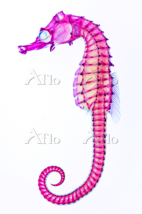 タツノオトシゴ 透明骨格標本 [81151306]の写真素材 - アフロ