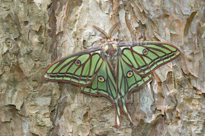 学名：Graellsia isabellae / Spanish Moon Moth (Graellsia isabellae