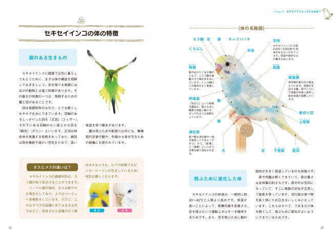 インコの代表種ともいえる